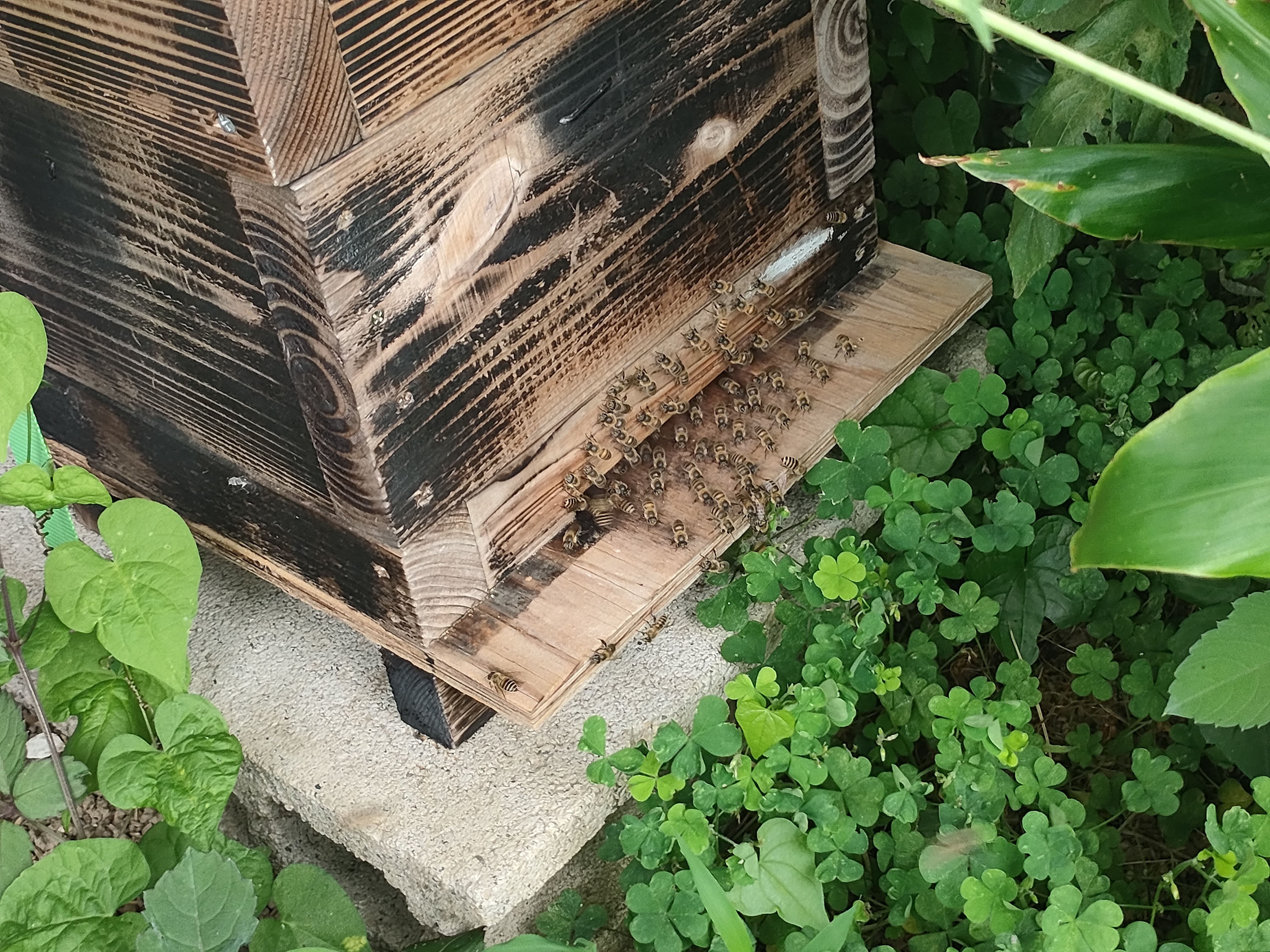 巣箱と日本蜜蜂