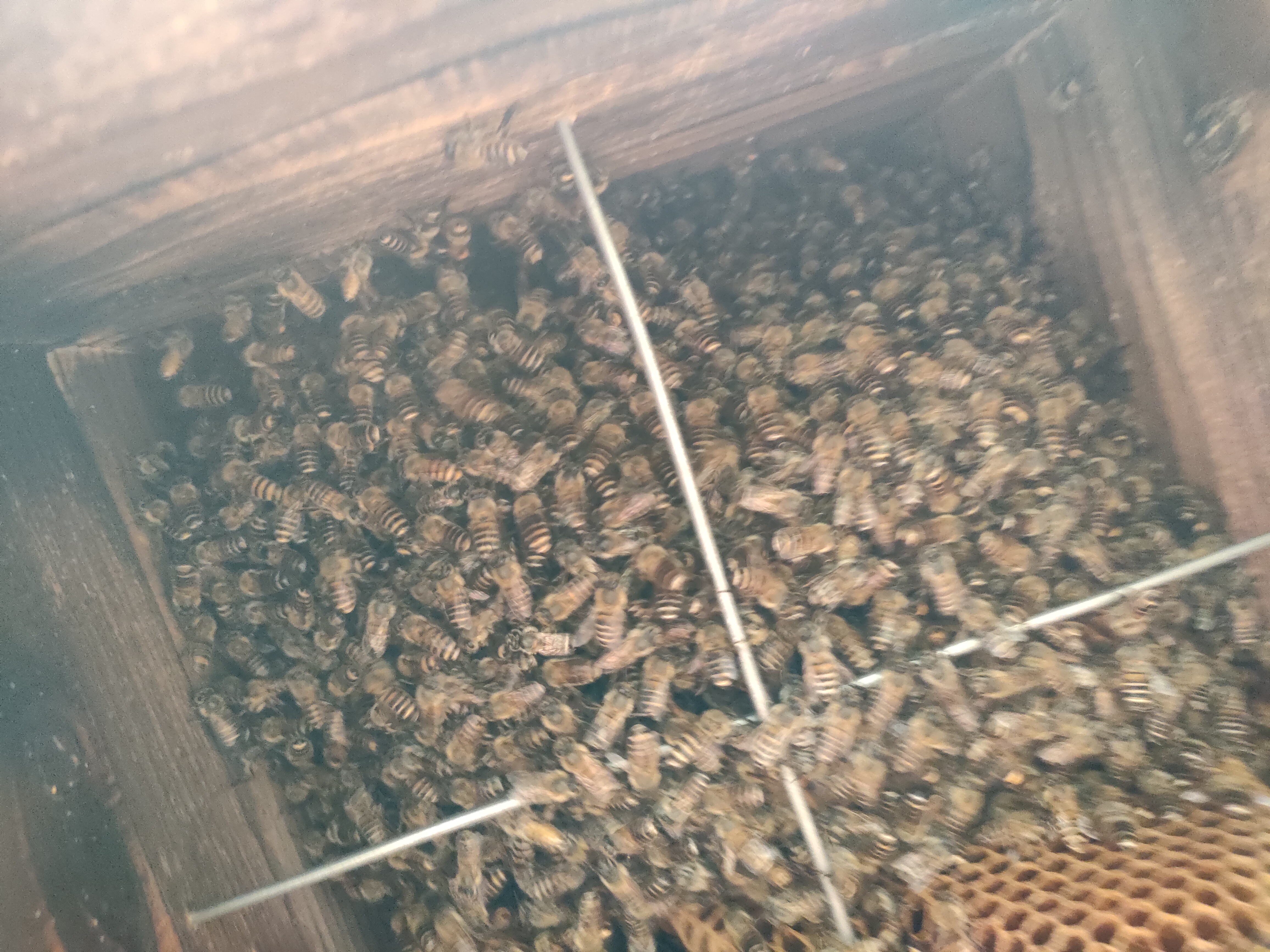 巣箱の中の日本蜜蜂